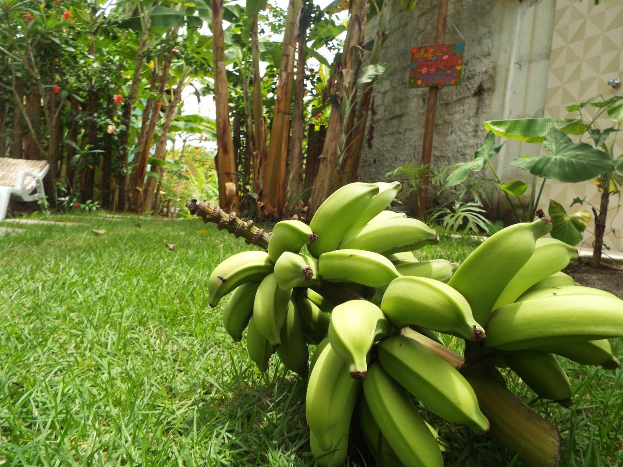 Jardim Uxua Velha Boipeba Exterior foto